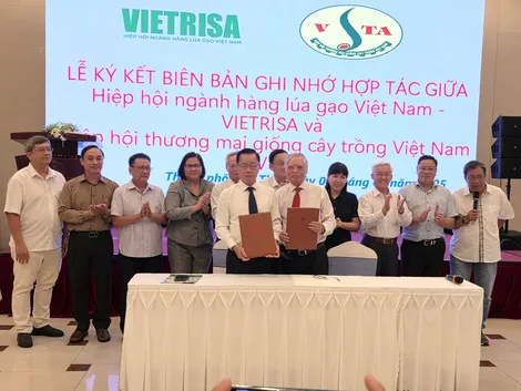 Bàn giải pháp nâng cao chất lượng lúa và lúa giống