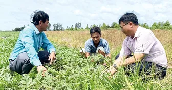 Thu nhập ổn định nhờ trồng dưa hấu