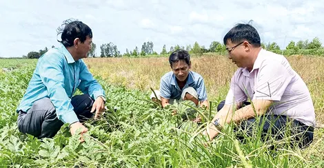 Thu nhập ổn định nhờ trồng dưa hấu