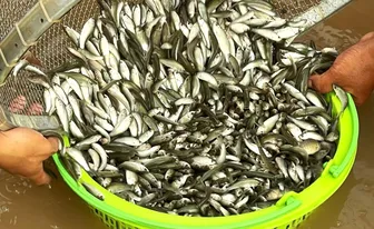 Rộn ràng mùa cá linh non nơi đầu nguồn châu thổ Cửu Long