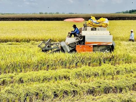 Tập trung sản xuất vụ lúa đông xuân 2025-2026 theo điều kiện khí hậu, tuân thủ khung thời vụ né rầy, hạn mặn