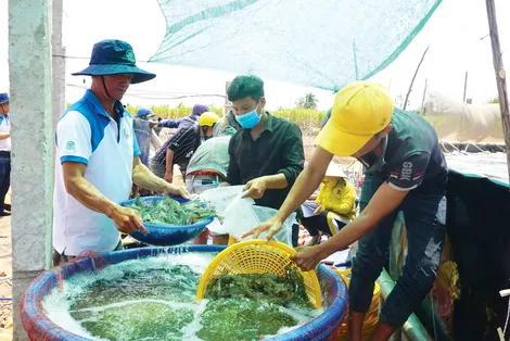 Đưa con tôm quay về thị trường nội địa để phát triển song hành, bền vững