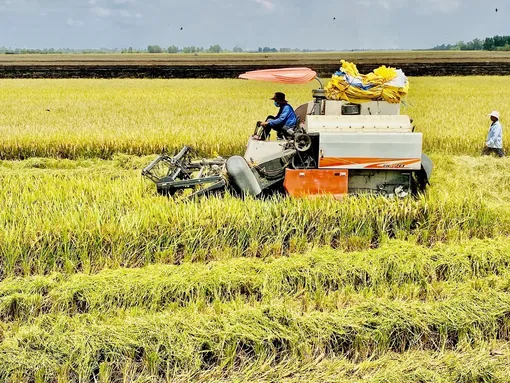 Tập trung sản xuất vụ lúa đông xuân 2025-2026 theo điều kiện khí hậu, tuân thủ khung thời vụ né rầy, hạn mặn