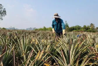 Phát triển vùng nông nghiệp chuyên canh