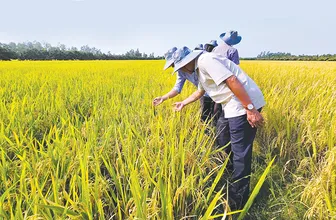 Tăng cường sản xuất các loại lúa gạo thơm ngon, đặc sản