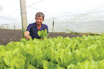 Cái Răng khuyến khích phát triển nông nghiệp đô thị, sản xuất theo chuỗi giá trị