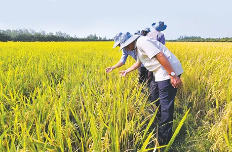 Tăng cường sản xuất các loại lúa gạo thơm ngon, đặc sản