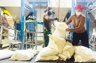 Liên kết chuỗi để ngành hàng lúa gạo phát triển bền vững