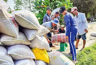Giá lúa khởi sắc, nông dân vẫn khó