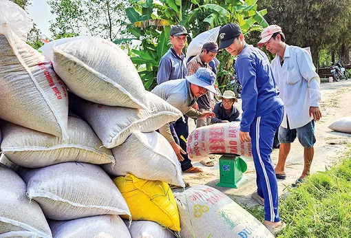 Giá lúa khởi sắc, nông dân vẫn khó