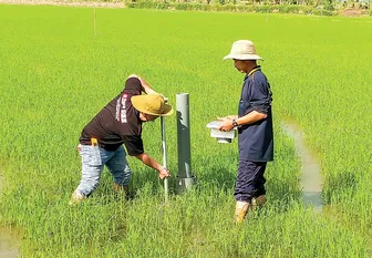 Sản xuất an toàn, hiệu quả, nâng cao giá trị lúa gạo