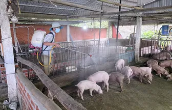 Bệnh dịch tả heo châu Phi xảy ra tại 11 xã trên địa bàn TP Cần Thơ