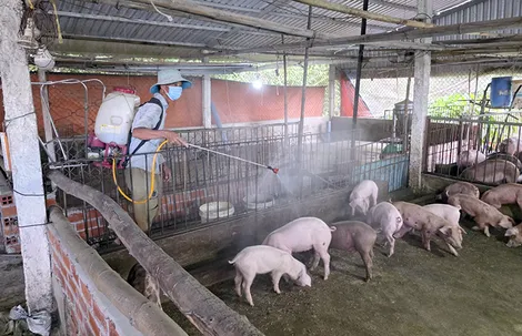 Bệnh dịch tả heo châu Phi xảy ra tại 11 xã trên địa bàn TP Cần Thơ