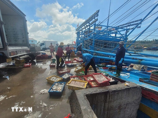 HCM City steps up drastic measures to have EC’s “yellow card” removed