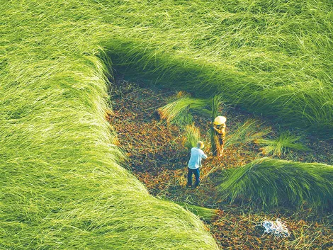 Mùa thu hoạch cỏ lác ở Càng Long