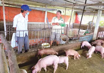 Chủ động phòng, chống dịch tả heo châu Phi
