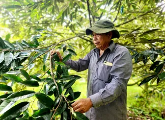 Hợp tác cùng khá lên nhờ cây sầu riêng