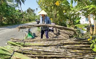 Nông dân vùng mía gỡ khó nhờ trồng mía chục