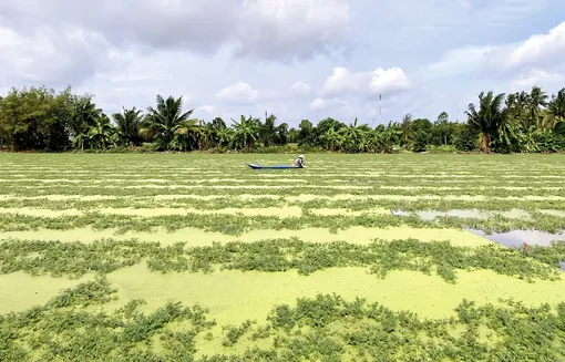 Ăn nên làm ra nhờ trồng rau nhút