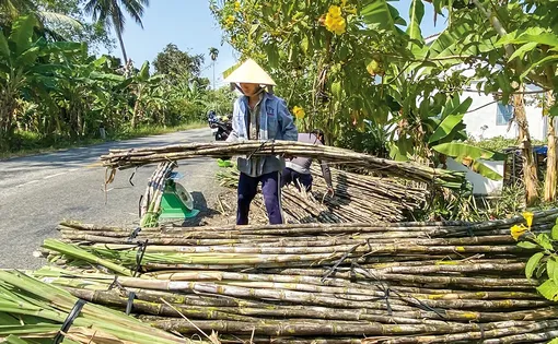 Nông dân vùng mía gỡ khó nhờ trồng mía chục