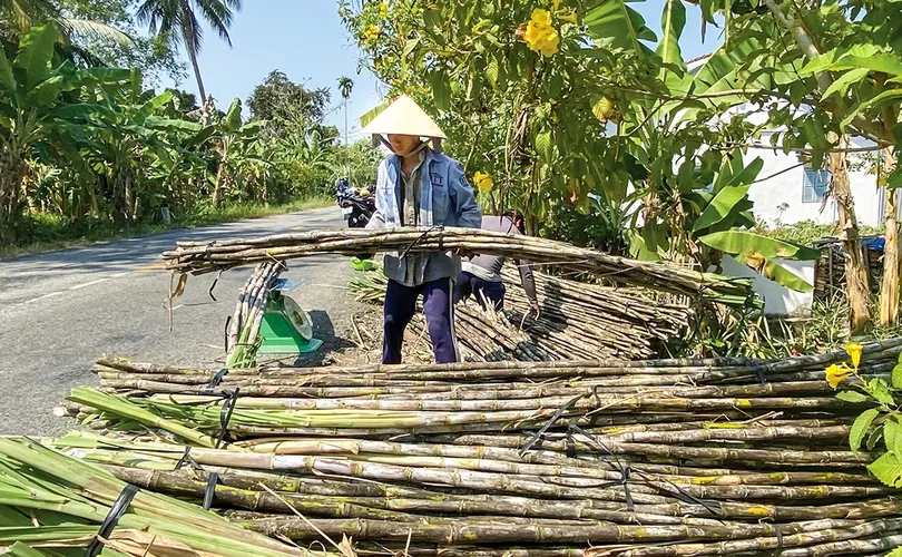 Nông dân vùng mía gỡ khó nhờ trồng mía chục