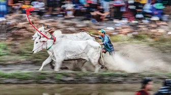 Độc đáo Lễ hội đua bò vùng biên