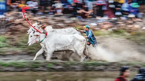 Độc đáo Lễ hội đua bò vùng biên
