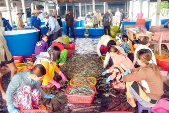 Nhiều kỳ vọng với con tôm sú thế hệ mới