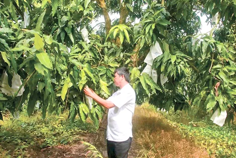 Xây dựng thương hiệu cho sản phẩm nông nghiệp