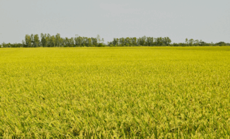 ជន​រួម​ជាតិ​ខ្មែរ​ឃុំ​ឡុង​ភូ​ឈាន​ឡើង​ធូរ​ធារ​ពី​ទម្រង់​សេដ្ឋ​កិច្ចសមូហ​ភាព