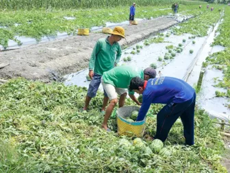 Diện tích gieo trồng rau màu và cây công nghiệp ngắn ngày đạt và vượt kế hoạch