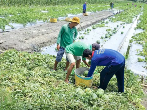 Diện tích gieo trồng rau màu và cây công nghiệp ngắn ngày đạt và vượt kế hoạch