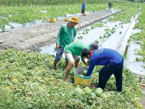 Diện tích gieo trồng rau màu và cây công nghiệp ngắn ngày đạt và vượt kế hoạch