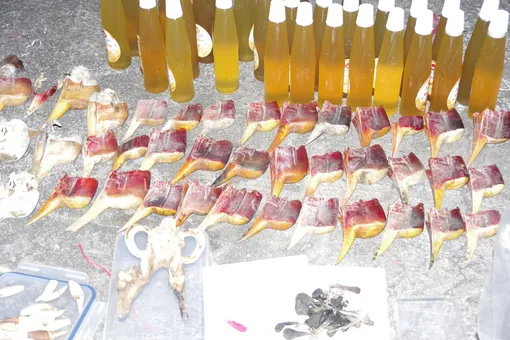 Vĩnh Long: Bắt giữ 2 đối tượng vận chuyển hơn 7 tấn sản phẩm động vật quý hiếm