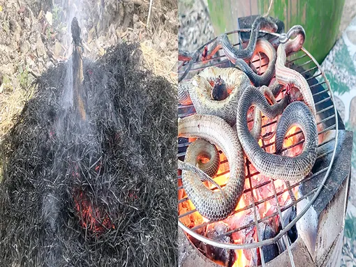 Đệ nhất nướng! Đệ nhất nướng!