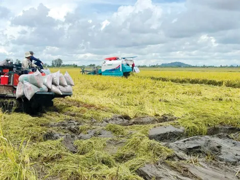 Vụ lúa đông xuân xuống giống né rầy, đồng loạt, tập trung cho từng vùng, từng cánh đồng