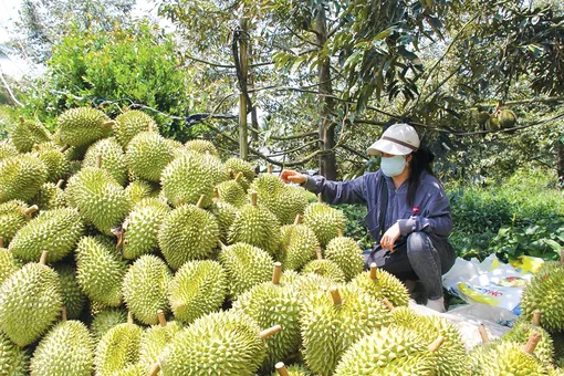 Giải pháp phát huy hiệu quả canh tác cây ăn trái ở ĐBSCL