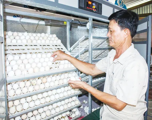Nuôi gà Ai Cập an toàn sinh học cho hiệu quả cao