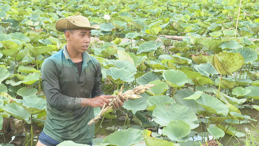 ប្រ​សិទ្ធ​ភាព​ពី​ទម្រង់​ដាំ​ឈូក​យក​មើម