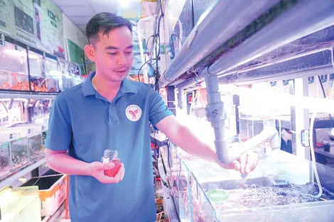Khởi nghiệp thành công với mô hình kinh doanh cá kiểng
