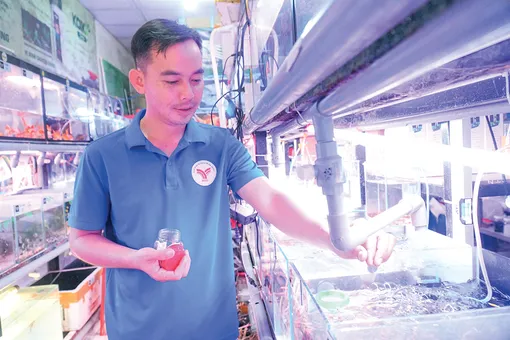 Khởi nghiệp thành công với mô hình kinh doanh cá kiểng