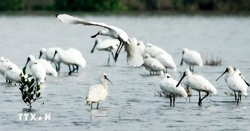 Vườn Quốc gia Xuân Thủy: Từ khu Ramsar đầu tiên đến Công viên Di sản ASEAN