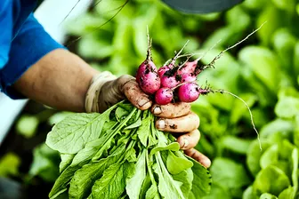 Phát hiện cách thức vi nhựa xâm nhập rau củ