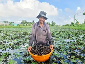 Linh hoạt sản xuất trong mùa nước nổi