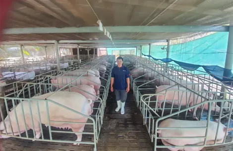 Tăng cường bảo vệ và phòng tránh dịch bệnh gia súc, gia cầm mùa mưa, bão