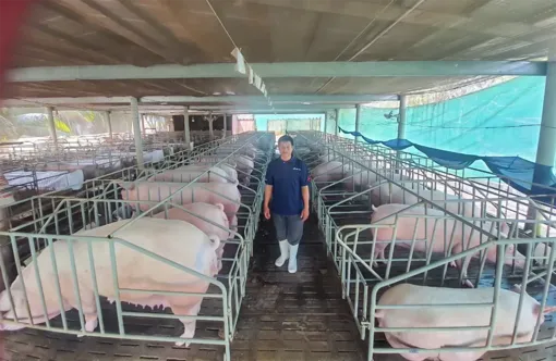 Tăng cường bảo vệ và phòng tránh dịch bệnh gia súc, gia cầm mùa mưa, bão