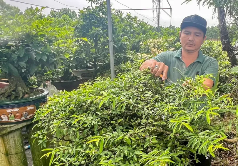 Thu nhập cao từ nghề sửa kiểng, chăm sóc bonsai Thu nhập cao từ nghề sửa kiểng, chăm sóc bonsai
