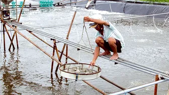 Thu hoạch thủy sản đạt hơn 7,26 triệu tấn