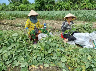 Quan tâm hoàn thiện khung pháp lý, tạo thuận lợi ứng dụng công nghệ chỉnh sửa gen trong nông nghiệp