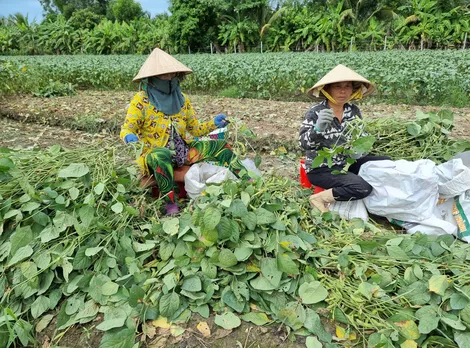 Quan tâm hoàn thiện khung pháp lý, tạo thuận lợi ứng dụng công nghệ chỉnh sửa gen trong nông nghiệp